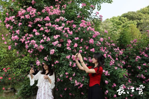 在宜昌市綠蘿植物園的一處靜謐角落,薔薇花纏繞著高大的銀杏,形