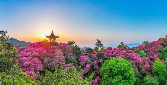 麻城十万亩杜鹃花海进入盛花期