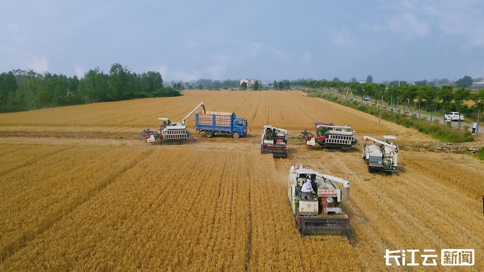 机声隆隆麦浪滚滚襄阳襄州152万亩小麦开镰收割