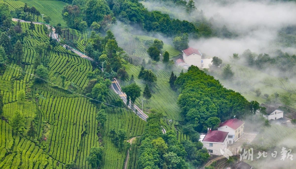 土家生态茶园如仙境