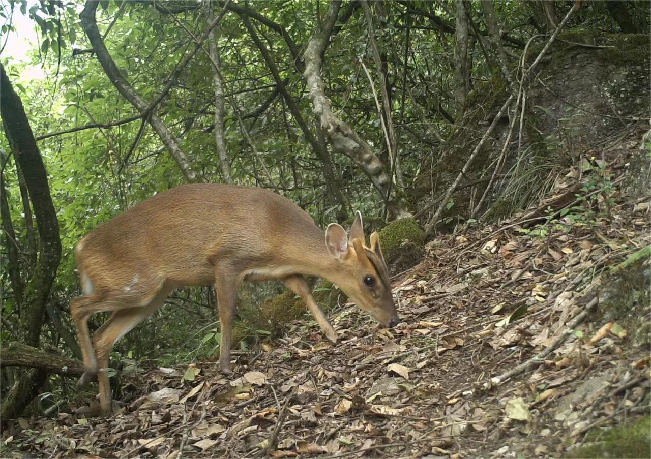 影像上新!神农架野生动物家族"人丁兴旺"
