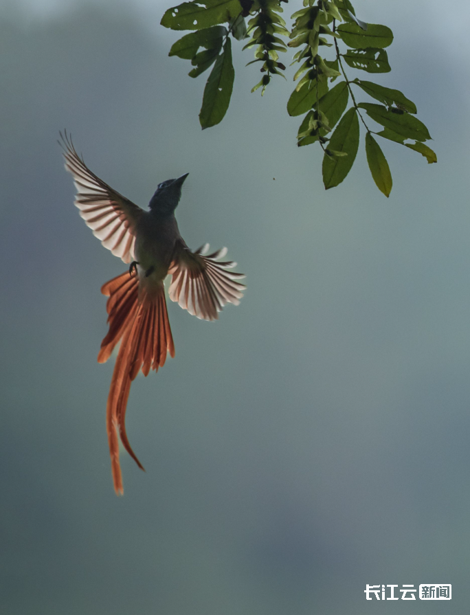 湖北红安惊现飘逸的红寿带鸟