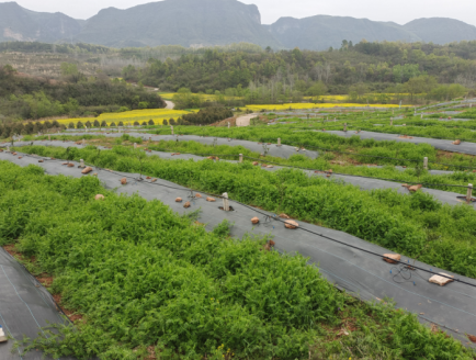 绿肥种植养土农业绿色高效