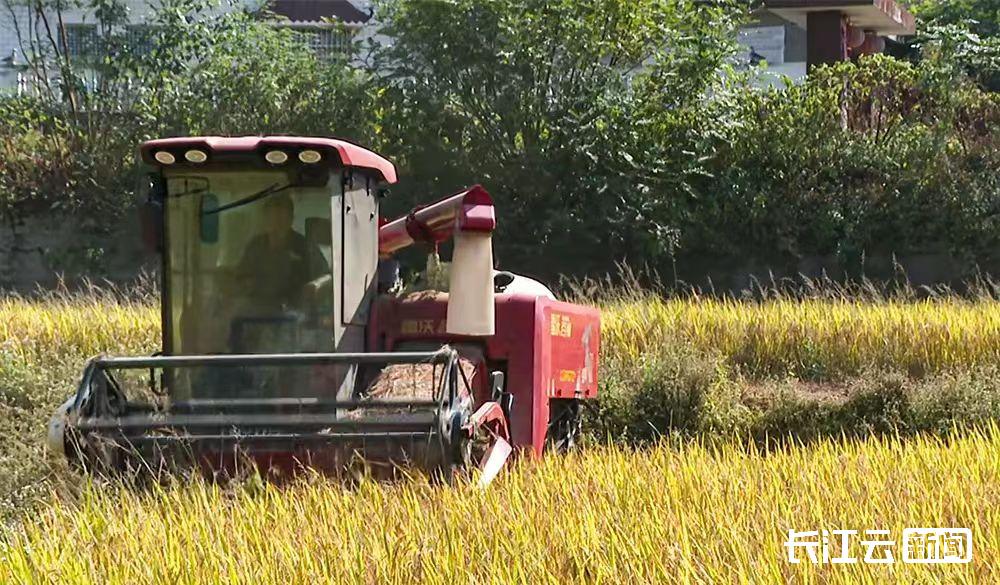 平均亩产900多斤黄冈浠水首种60亩太空稻喜获丰收