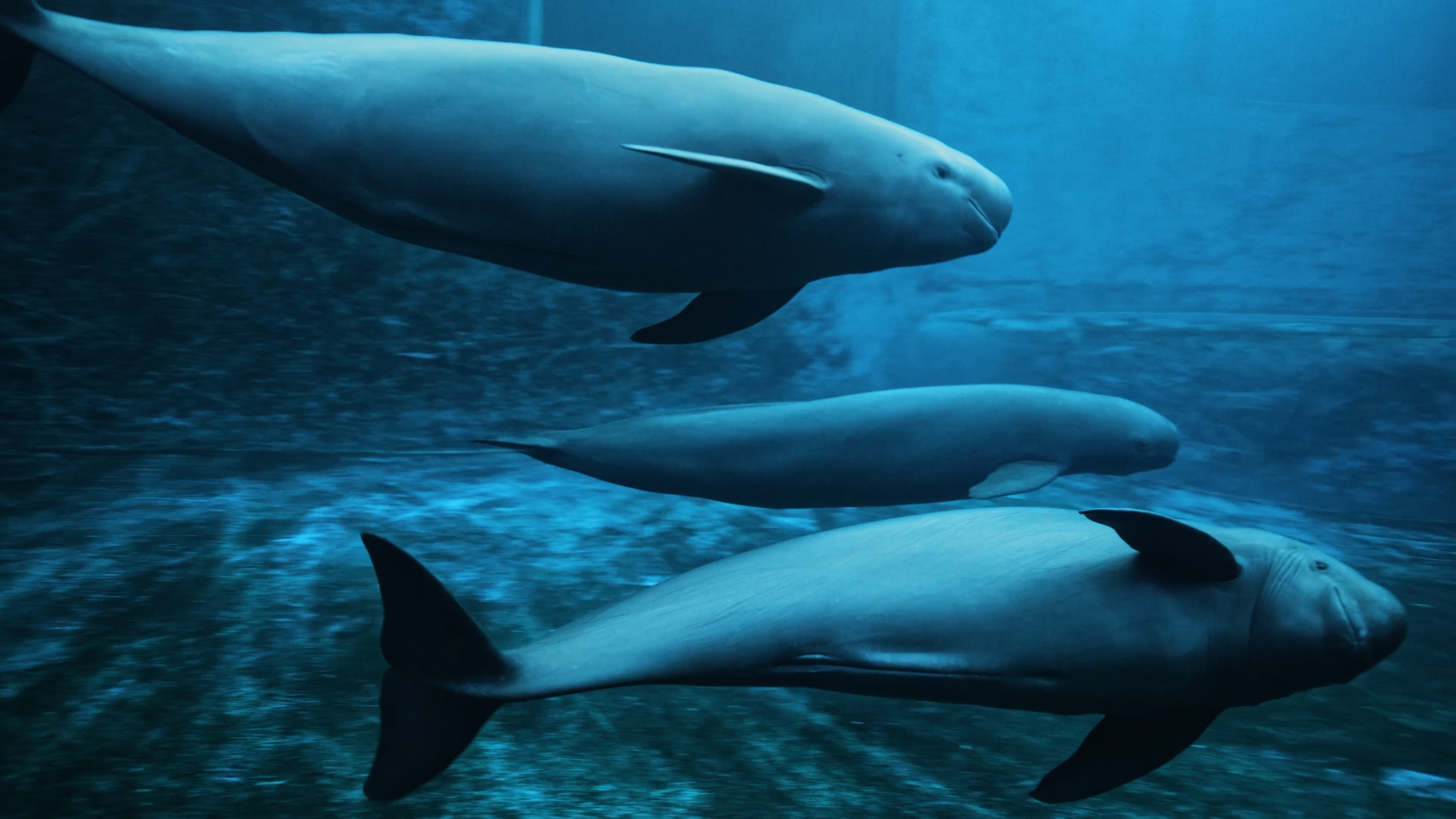 惊心动魄水中微笑天使如何回家多个珍贵画面首次揭晓