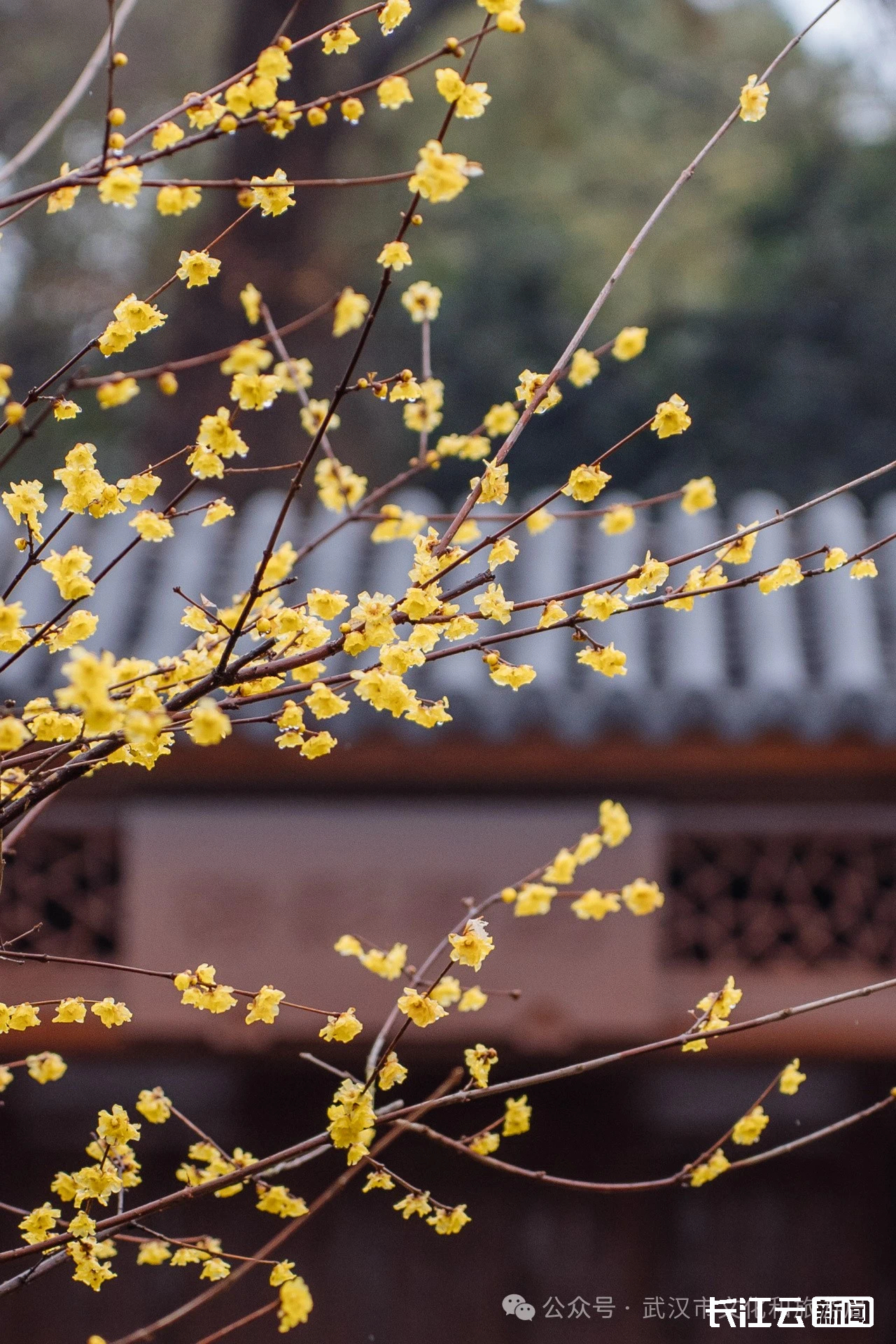 武汉风景图片 花草图片