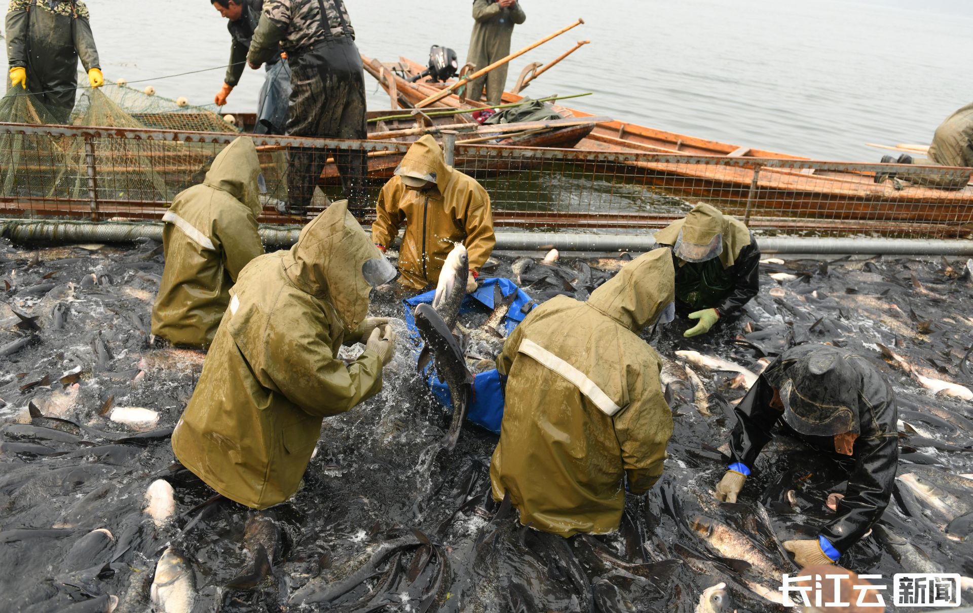 10萬斤富硒魚投向市場襄陽市襄城區首屆回龍河捕魚節開幕