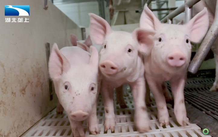 基因编辑让优质种猪装上中国芯