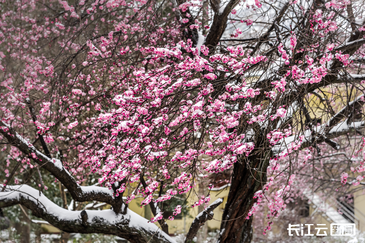 湖北南漳:雪落梅花春意浓