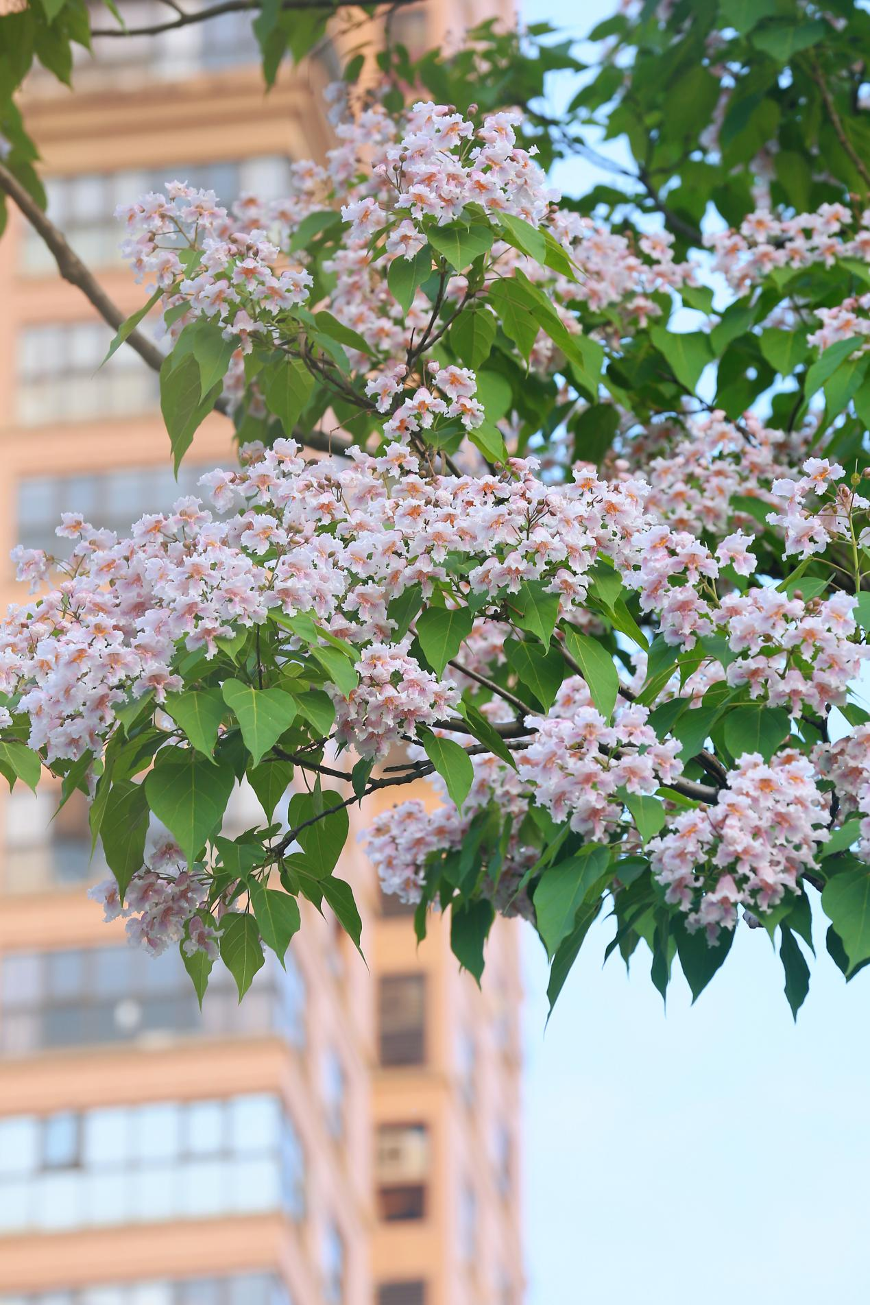 楸树花盛开 盛景惹人醉