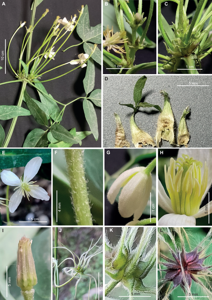 湖北省发现植物新物种