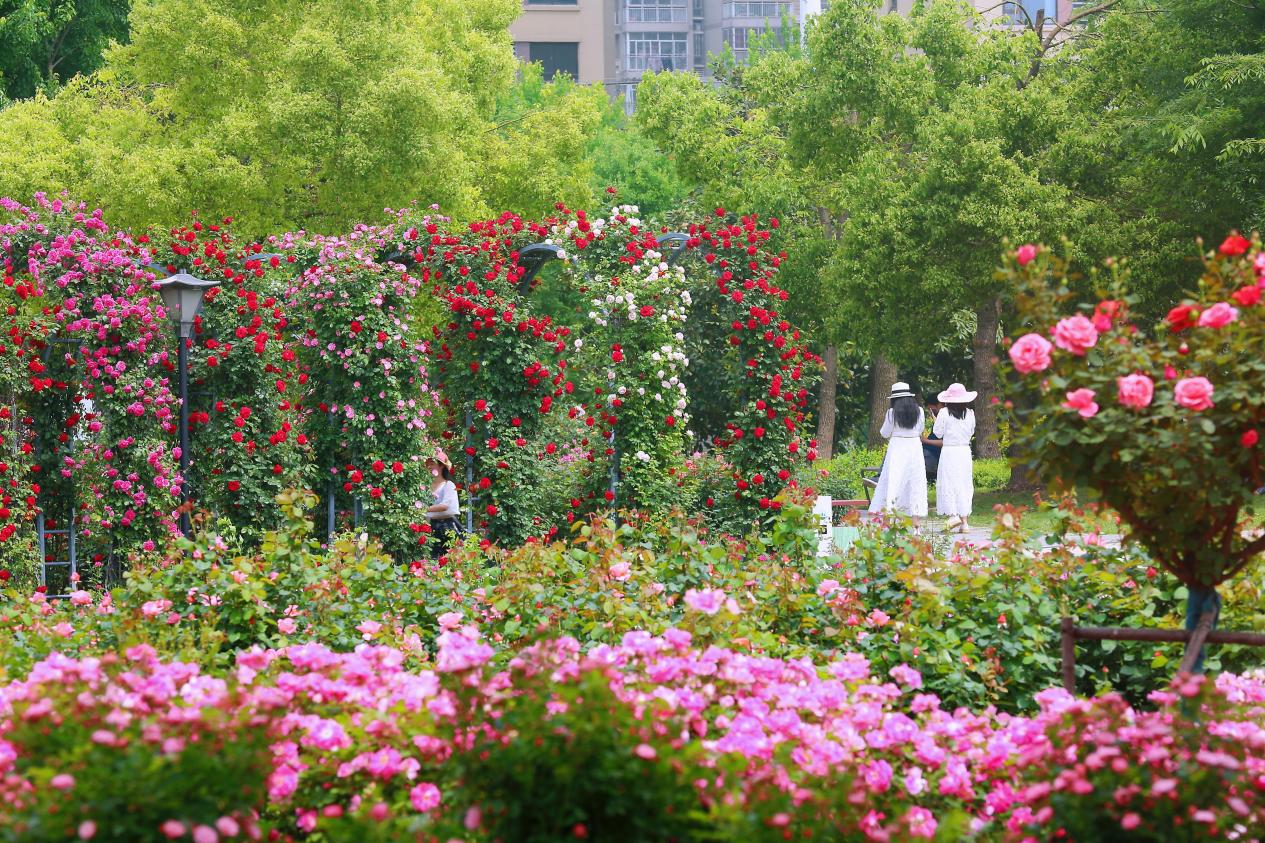 月季盛放 花海迎客