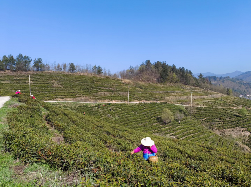 据了解,张家河村是房县地区传统的茶叶产业产区,自1976年以来便开始