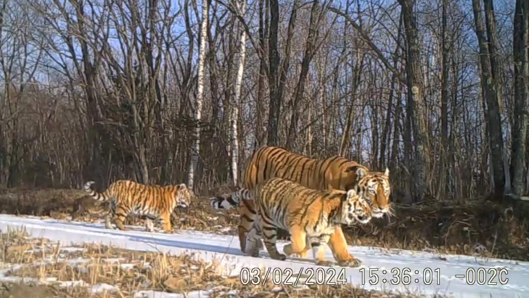 中国野生东北虎数量图片
