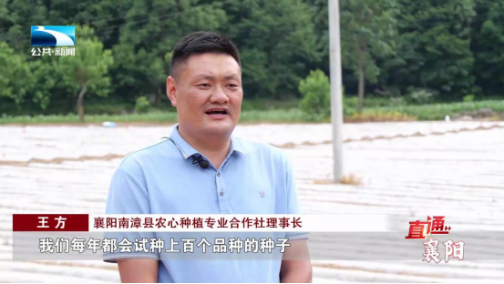 直通襄阳 | 乡村振兴正当时 产业兴旺促发展