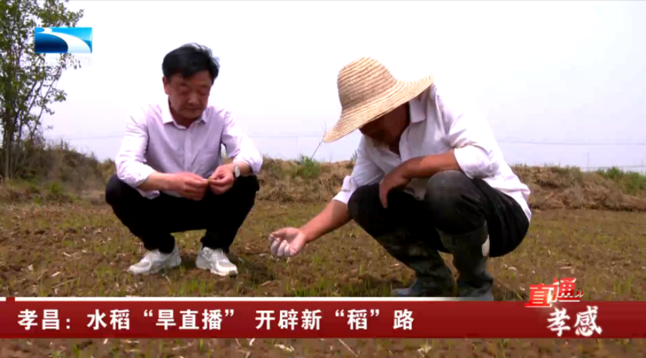 孝昌县白沙镇加快撂荒地整治力度,通过高标准农田建设,旱改水,土地