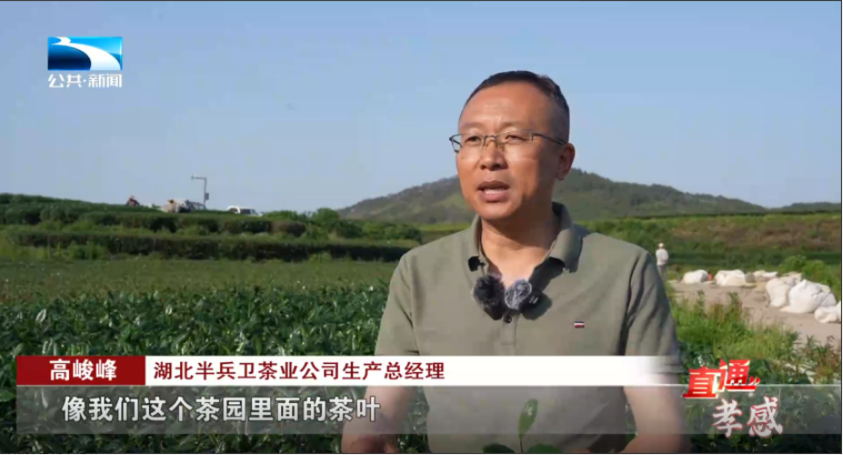 直通孝感 | 孝感:风吹麦浪香 6万亩小麦陆续开收_长江云 - 湖北网络