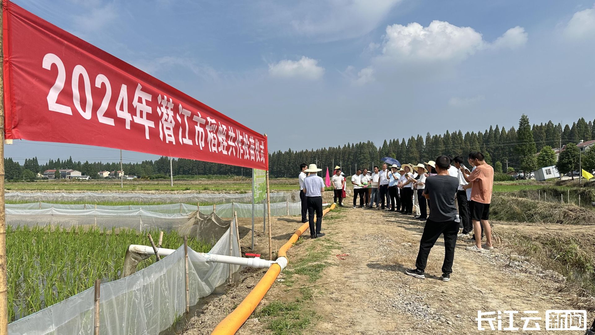 稳粮增收亩均5万!潜江开启稻蛭共作新模式