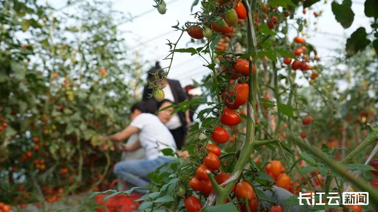 襄阳宜城:圣女果成乡村振兴"金钥匙" 健康美味受追捧