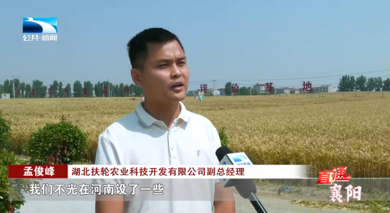 直通襄阳 | 襄州区:筑基增效 构建小麦单产提升新格局