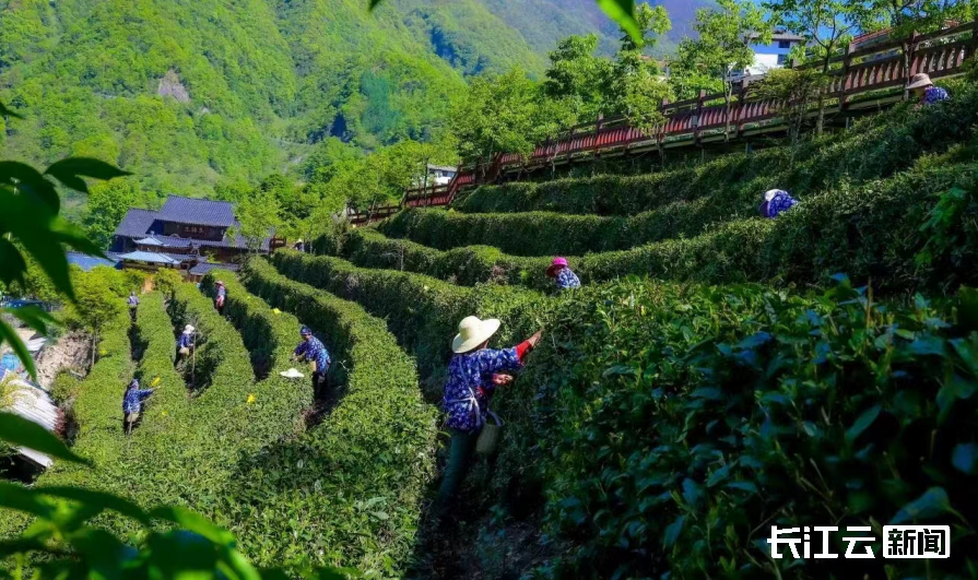 一片茶叶故事背后的"绿色引擎"