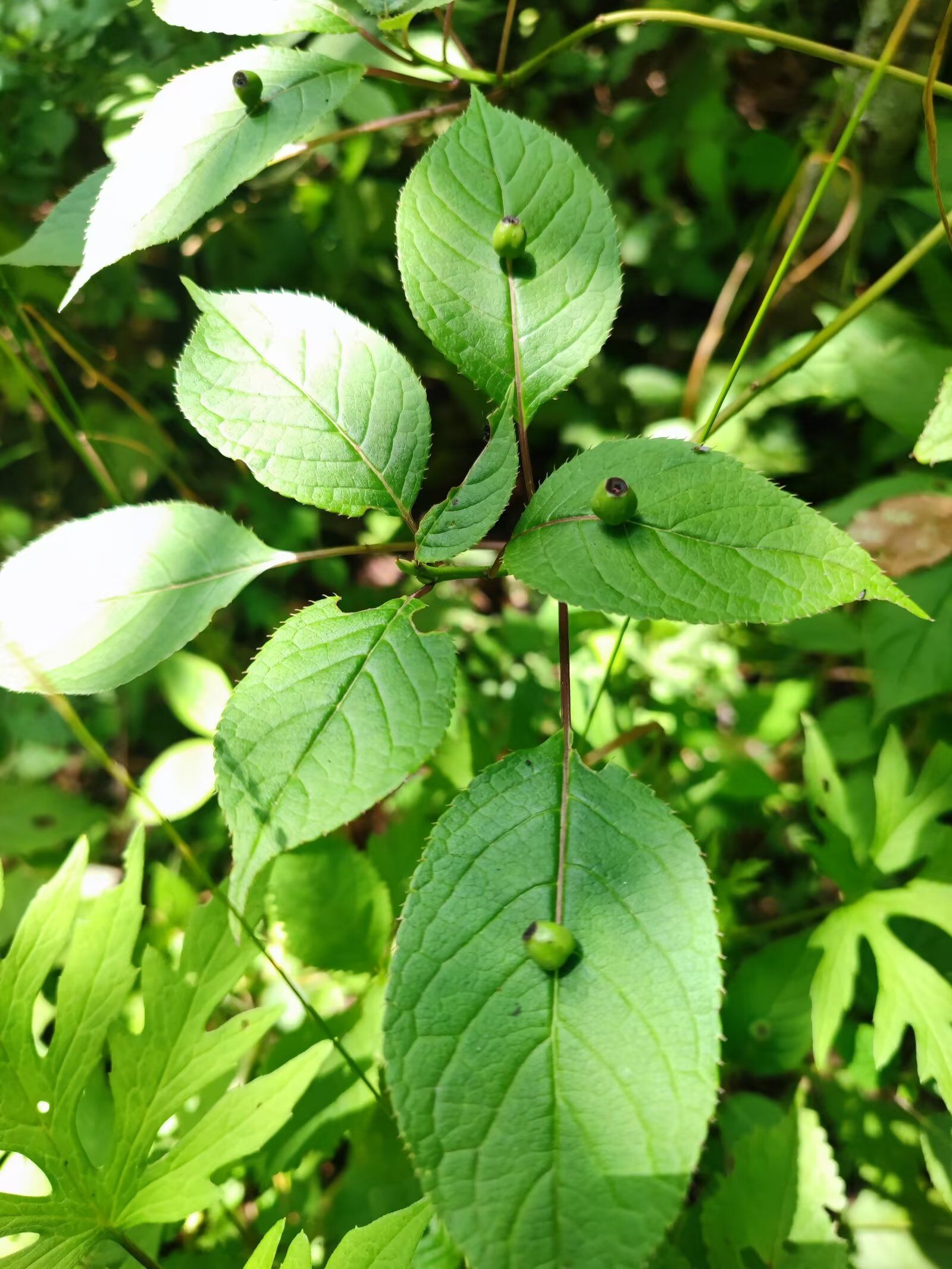 小玉珠药材图片图片