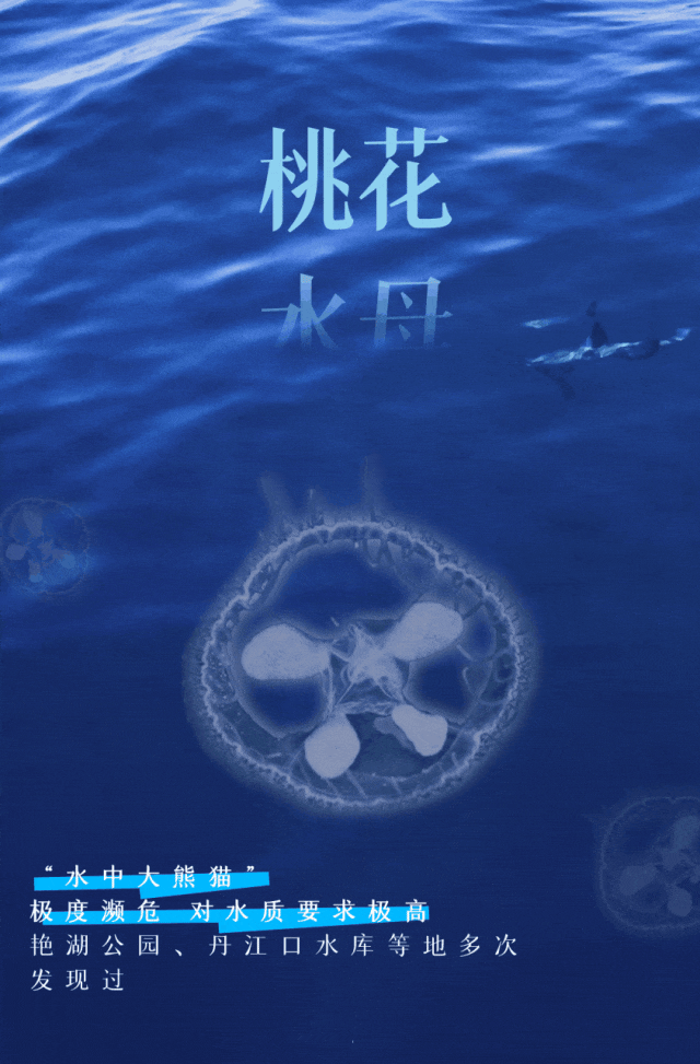 物种多样性.gif