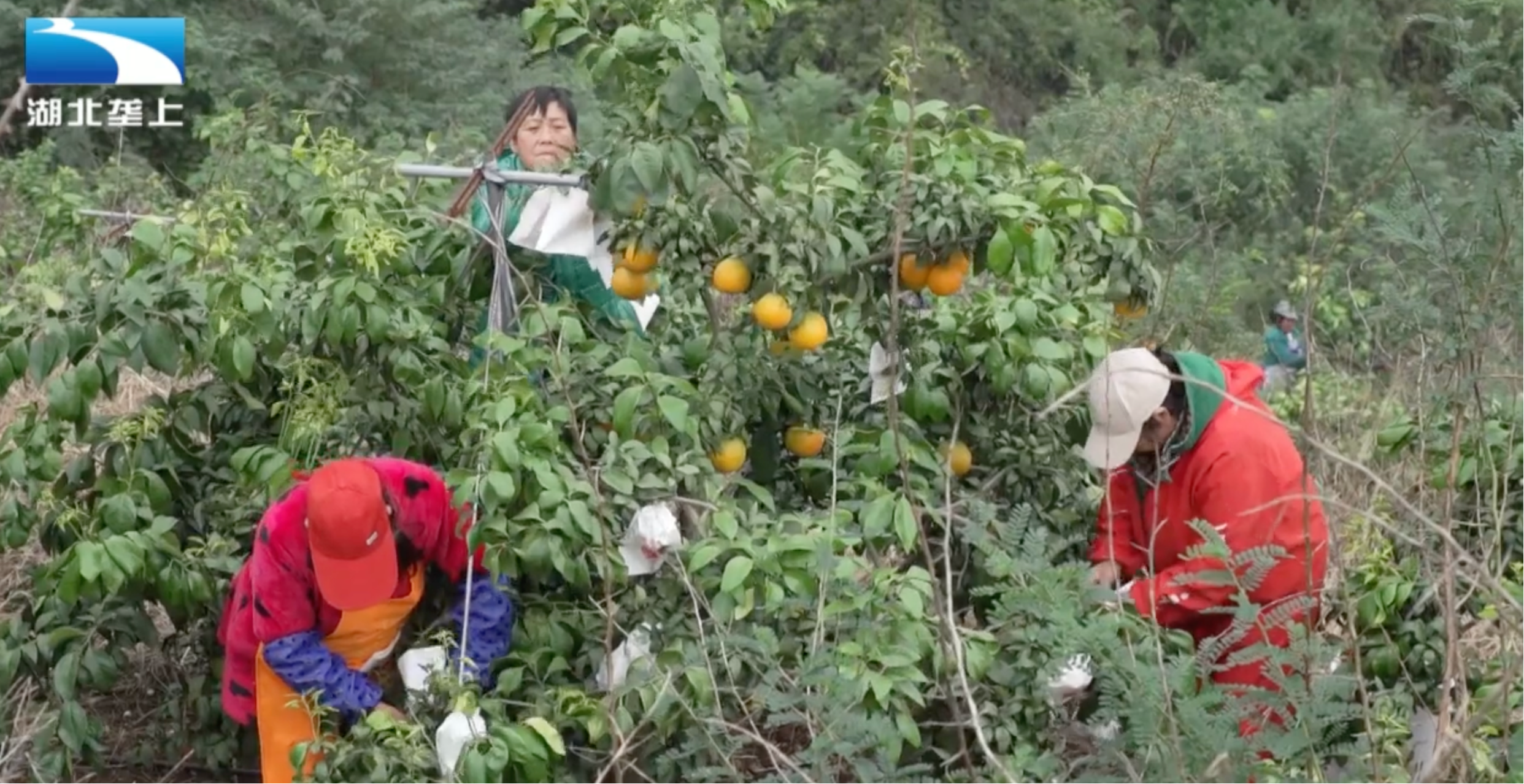 适合湖北种植的果树品种