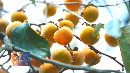 罗田县錾字石甜柿上市