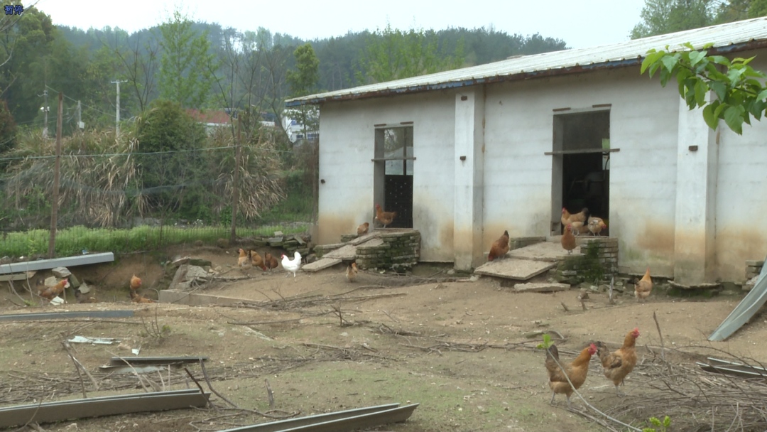 骆驼坳镇徐家湾村黄桃黄精齐发展拓宽乡村致富路