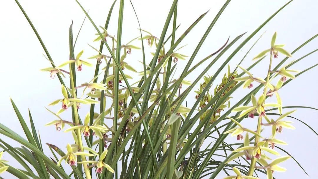 县兰花协会擦亮野生兰花之乡品牌让资源变资产