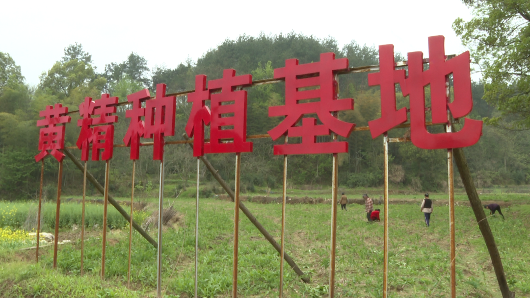 骆驼坳镇徐家湾村黄桃黄精齐发展拓宽乡村致富路