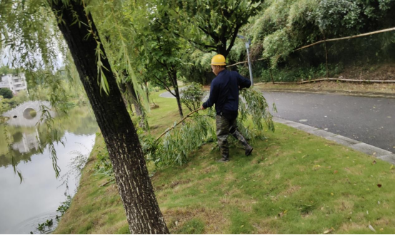 罗田县园林绿化服务中心及时有序处置倒伏树木