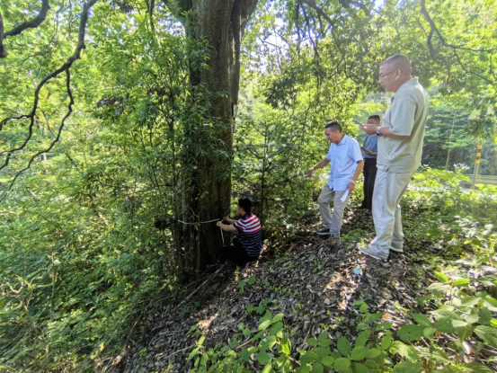 罗田县薄刀峰林场组织开展古树名木补充资源调查