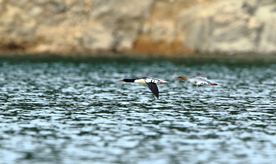 “国宝鸭”打卡湖北罗田
