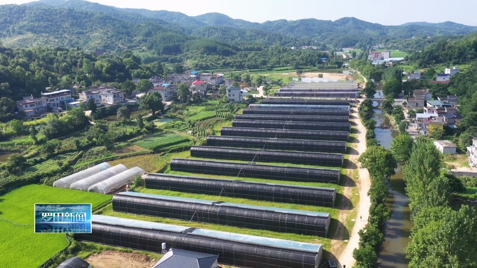 罗田县大自然食品股份有限公司：发展蔬菜种植富民产业 助力群众增收致富