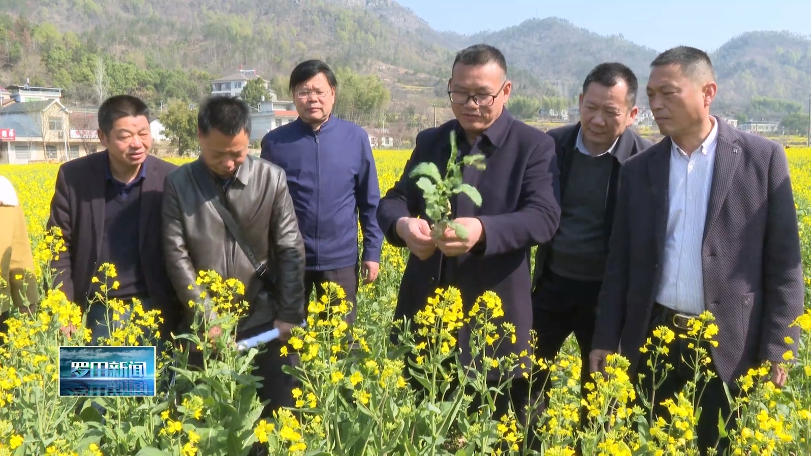 罗田县农业农村局：开展“一促四防” 保障油菜稳产丰收