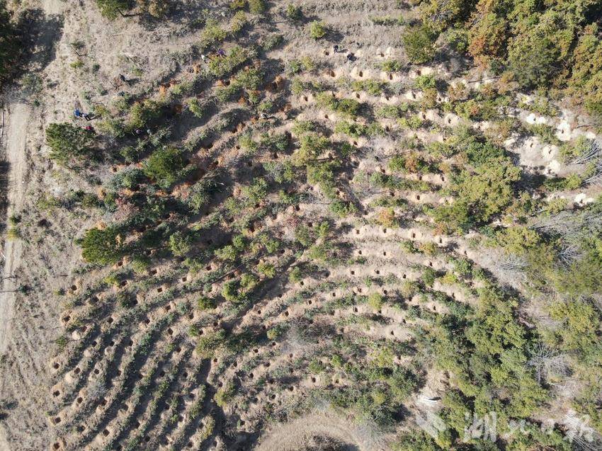 珍稀濒危植物罗田玉兰野外回归——湖北大别山保护区的绿色希望