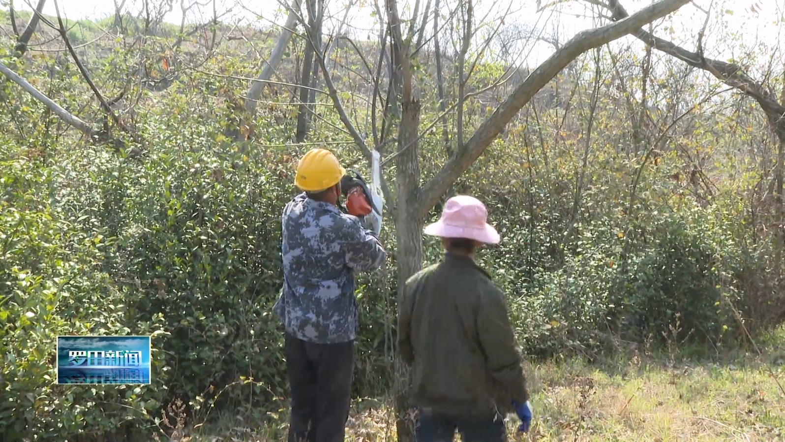 骆驼坳镇时阳村：开展栗林改造 发展林下经济