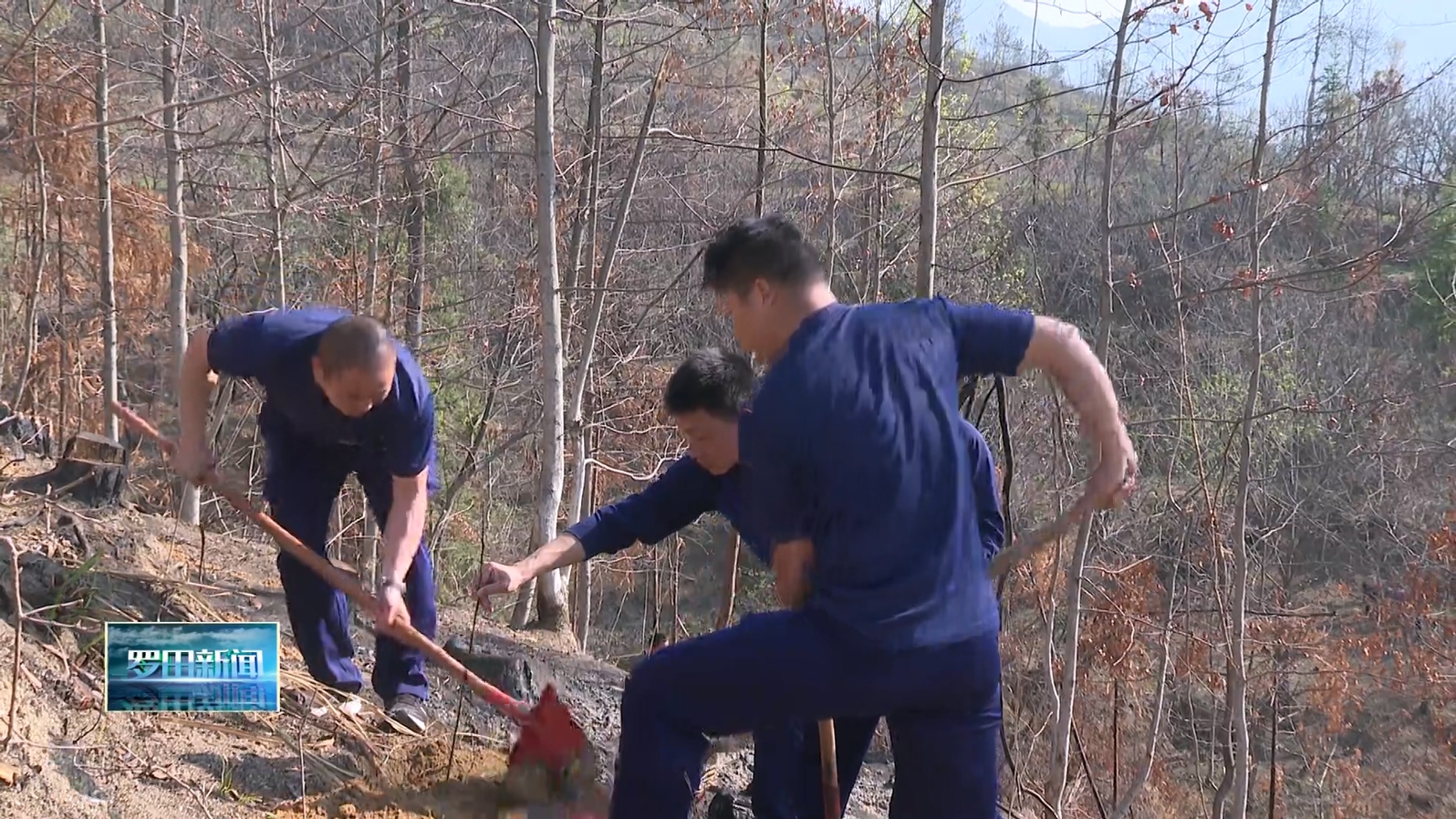骆驼坳镇开展森林林分林相改造植树活动