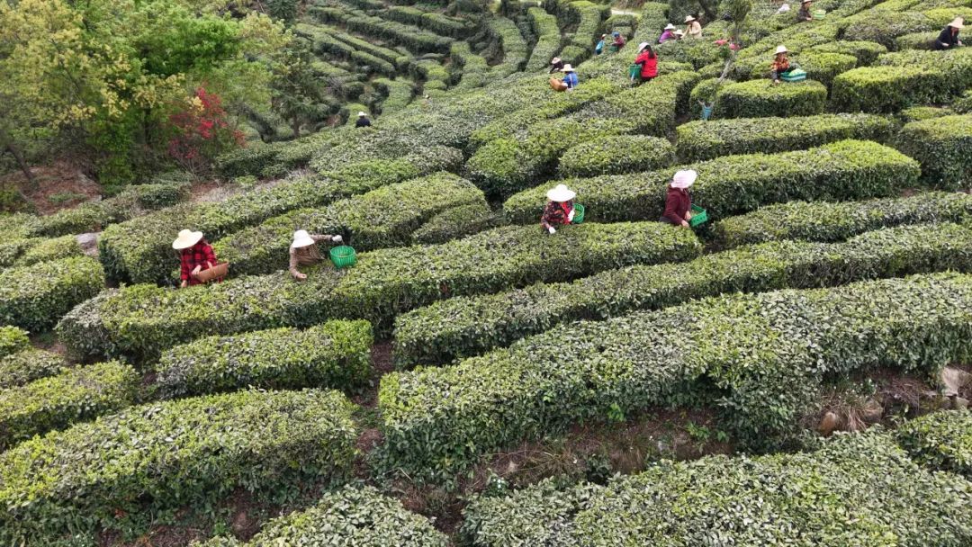 罗田春茶抢“鲜”上市 千亩茶园促农致富