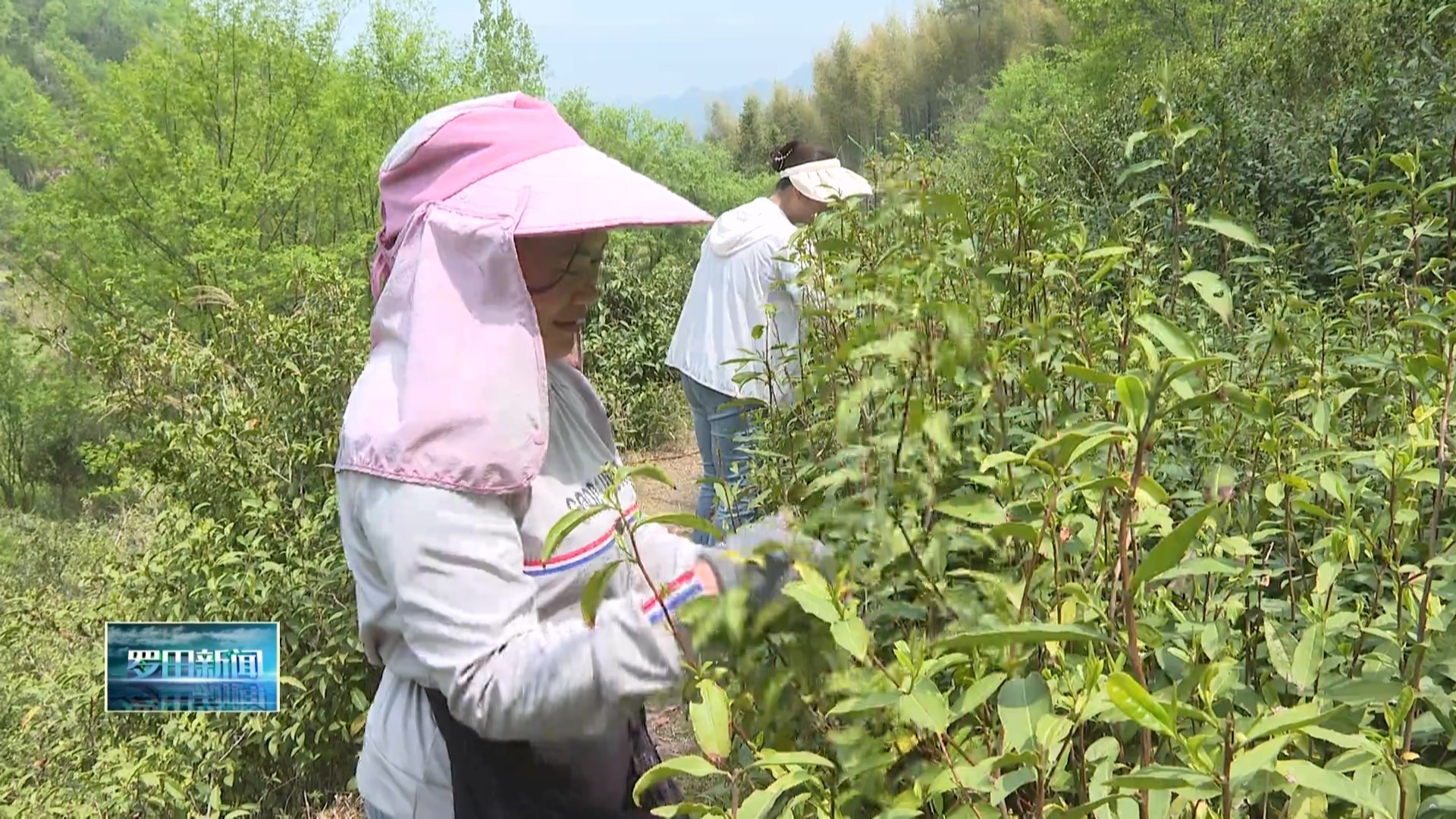 九资河吊桥河茶叶喜获丰收