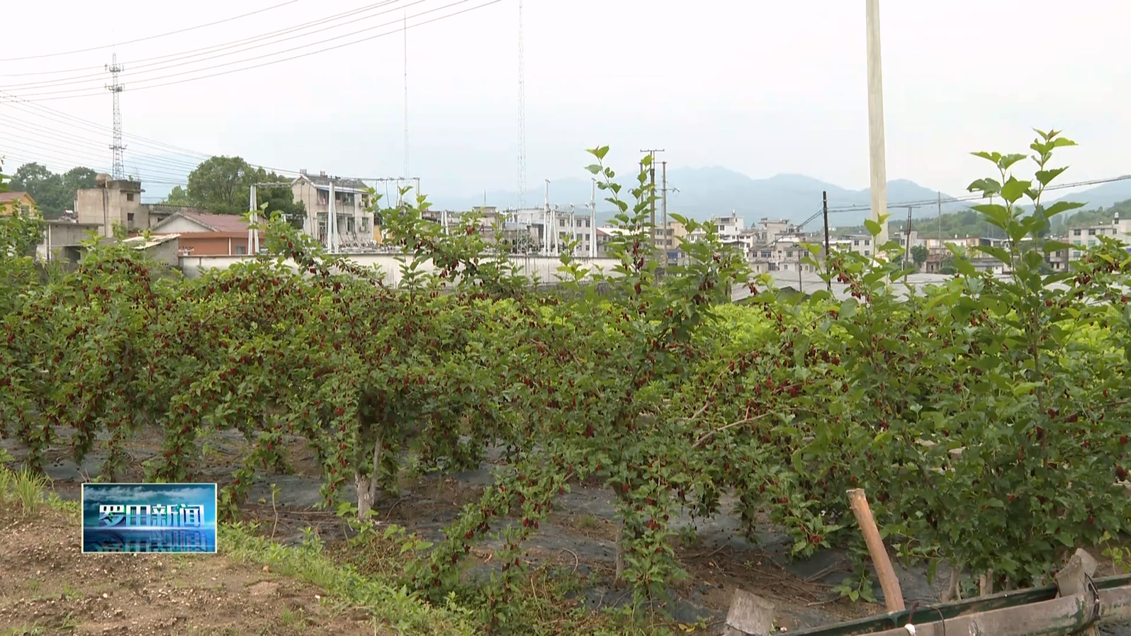 匡河镇开启桑葚采摘季