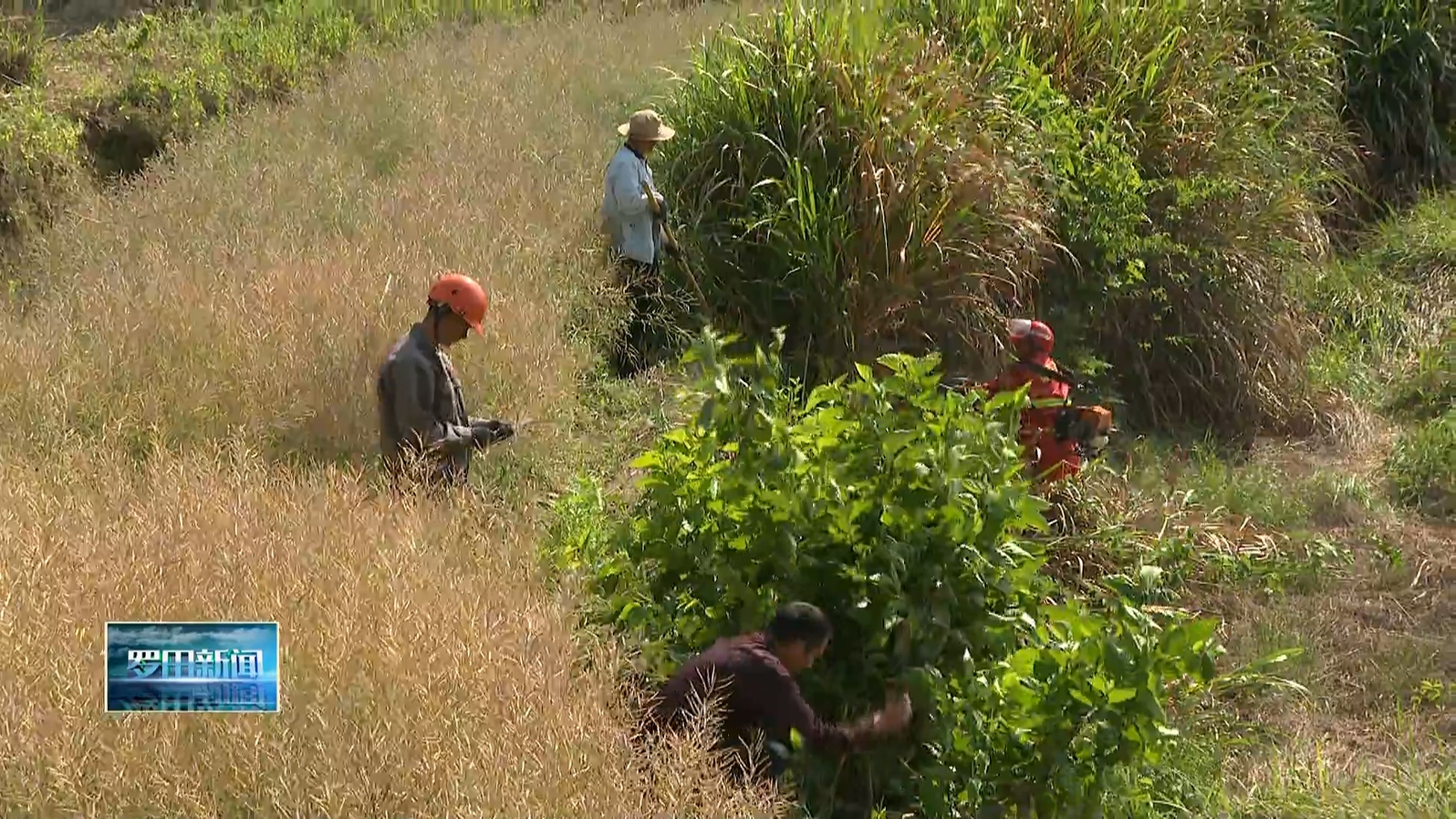 罗田县开展清除茅草行动 消除森林火灾隐患