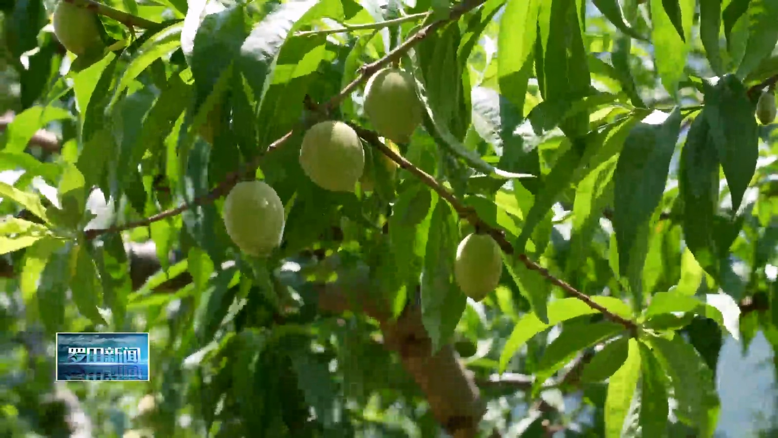 小桃子大产业——古羊寨桃园开启甜蜜倒计时