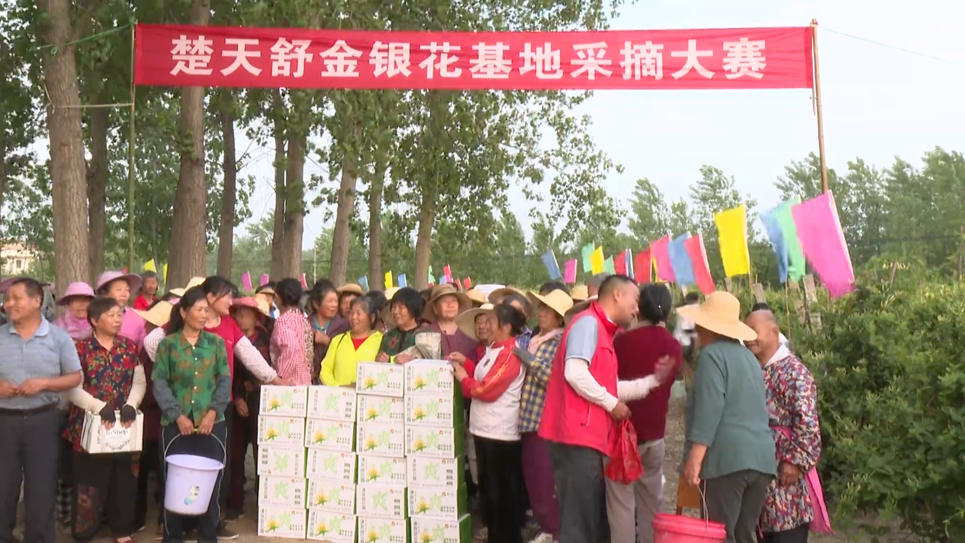 湖北楚天舒药业公司：金银花田“大比武” 巧手摘得“金银”来