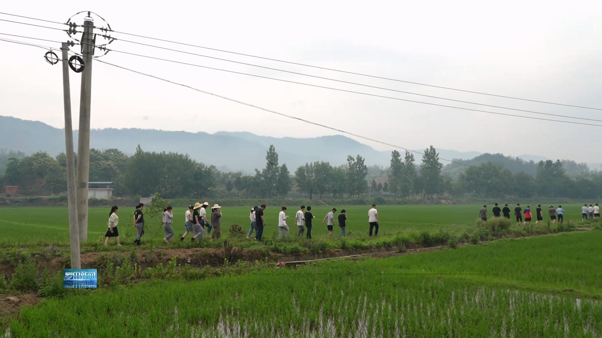 从办公室到田间地头：凤山镇青年干部插秧实践，践行为民初心