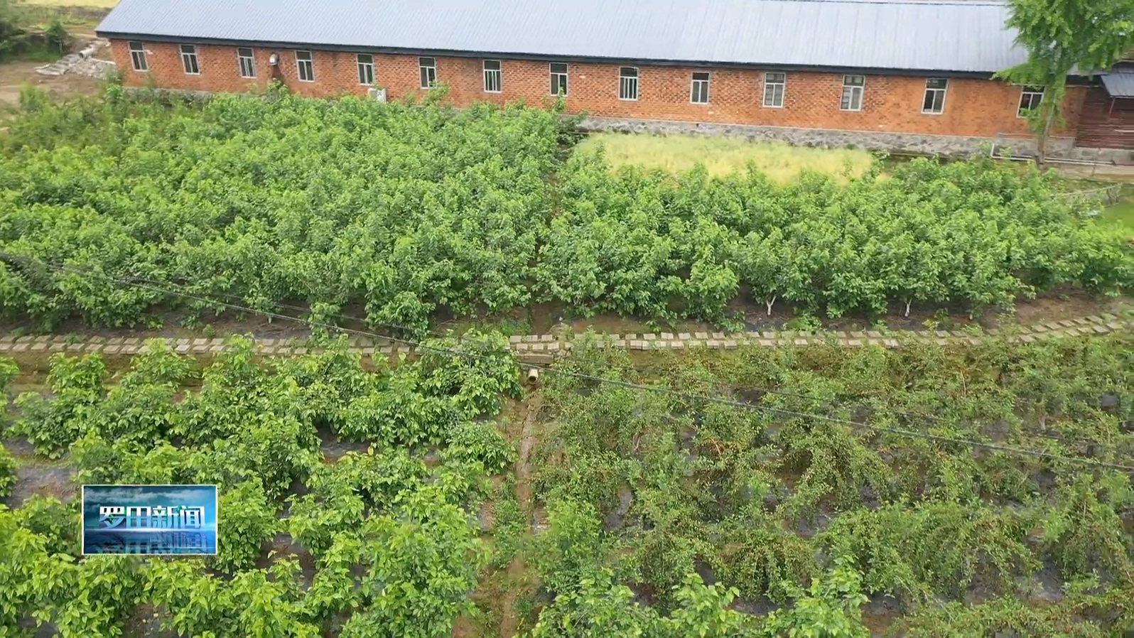 匡河镇举行第四届桑葚采摘文化旅游活动