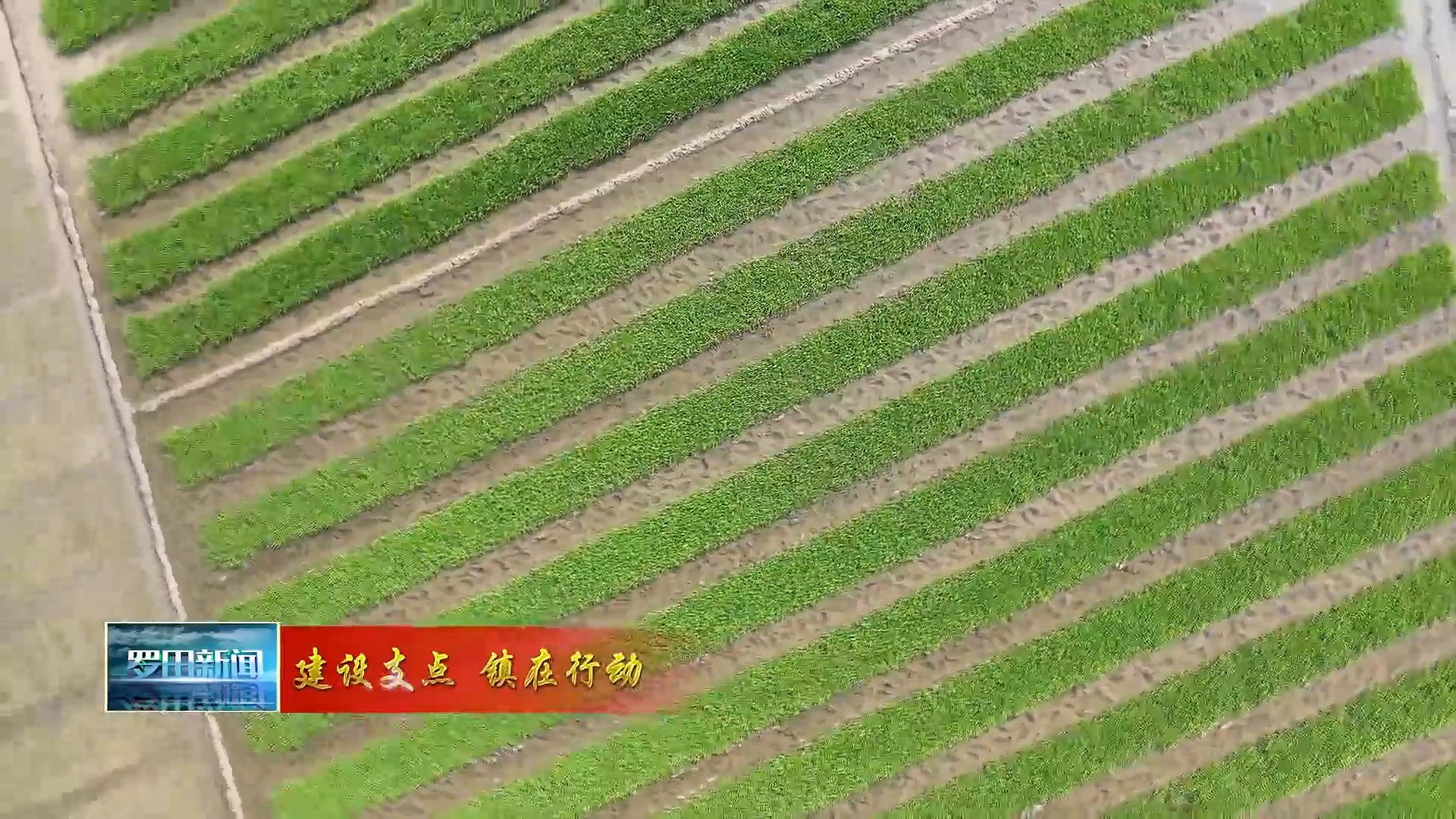 河铺镇：绿色为底  建设特色农业节点镇