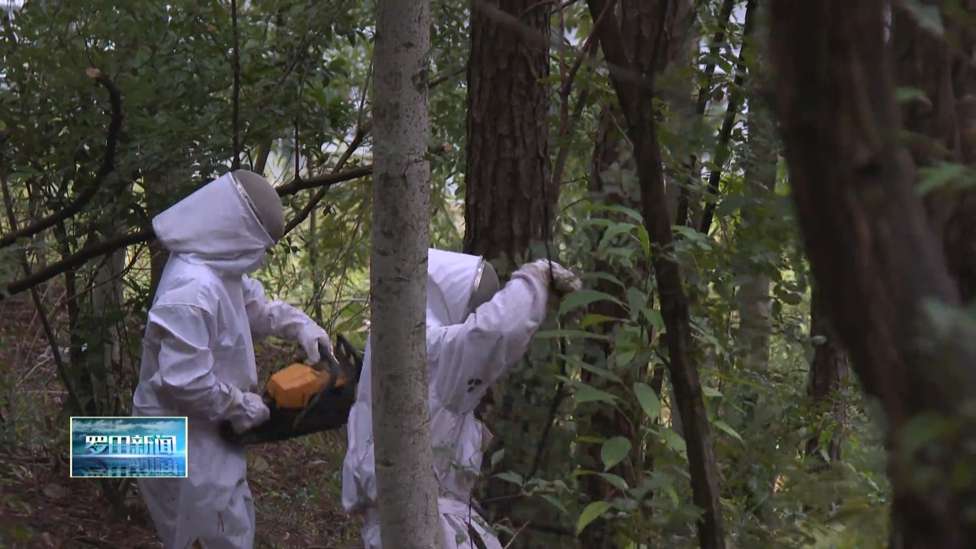 拨云尖大桥旁无人机“卡”树梢 消防官兵细心处置除隐患